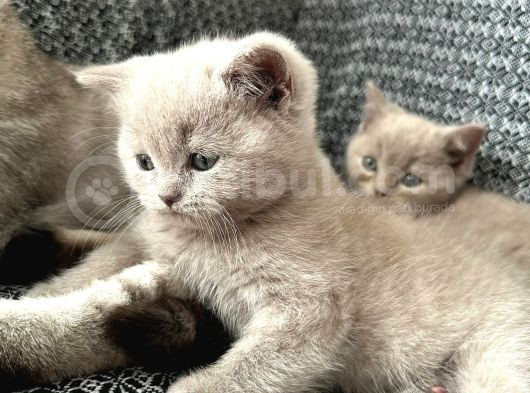 Sevi̇mli̇ Safkan Bri̇ti̇sh Shorthai̇r Bebekler görsel
