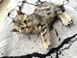 Sevi̇mli̇ Safkan Bri̇ti̇sh Shorthai̇r Bebekler