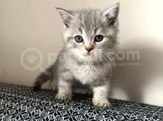 Sevi̇mli̇ Safkan Bri̇ti̇sh Shorthai̇r Bebekler