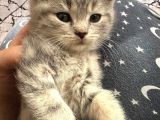 Sevi̇mli̇ Safkan Bri̇ti̇sh Shorthai̇r Bebekler