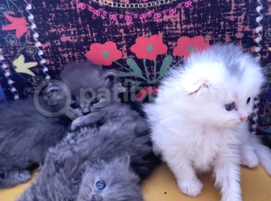 Sevi̇mli̇ Dostlar Yeni̇ Yuvalarini Ariyor görsel