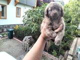 5 Haftalık Terrier Yavruları Aynı Gün Yollanır