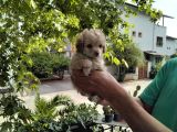 5 Haftalık Terrier Yavruları Aynı Gün Yollanır