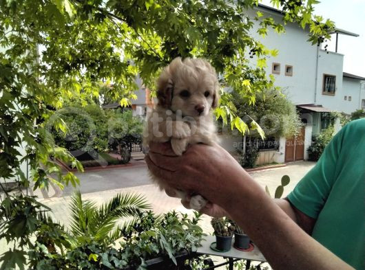 5 Haftalık Terrier Yavruları Aynı Gün Yollanır görsel