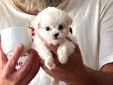 teacup maltese terrier bebekler