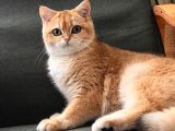 Secereli Golden British Shorthair NY12