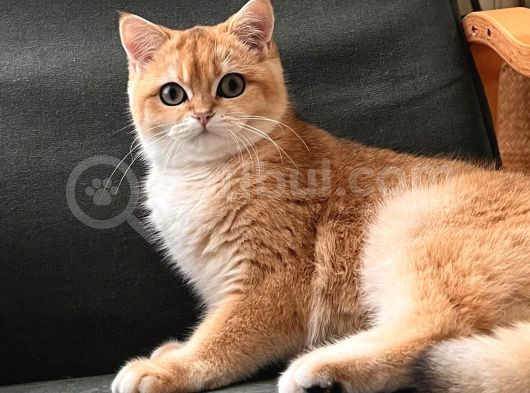Secereli Golden British Shorthair Ny12
