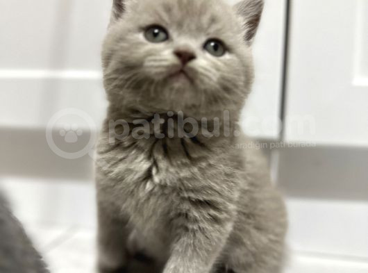 Ayı Surat Pandalar Sizi Bekliyor