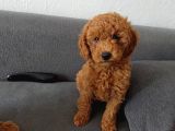 Son  1 Di̇şi̇ Mi̇nyatür Poodle Bodrum Turgutrei̇s 