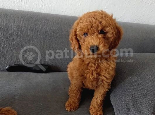 Son  1 Di̇şi̇ Mi̇nyatür Poodle Bodrum Turgutrei̇s  görsel