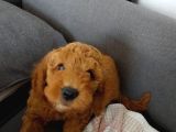 Son  1 Di̇şi̇ Mi̇nyatür Poodle Bodrum Turgutrei̇s 