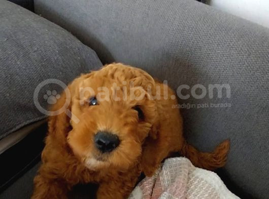 Son  1 Di̇şi̇ Mi̇nyatür Poodle Bodrum Turgutrei̇s  görsel