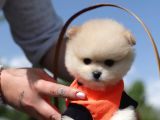 POMERRİAN BOO 0 NUMARA TEACUP 