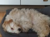 Maltipoo Dişi 8 Aylık