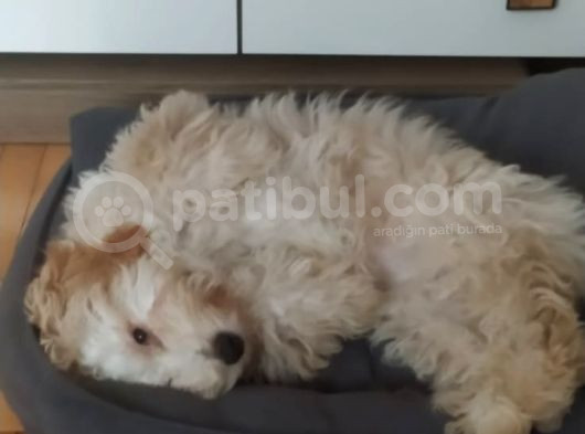 Maltipoo Dişi 8 Aylık görsel
