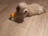 Maltipoo Dişi 8 Aylık