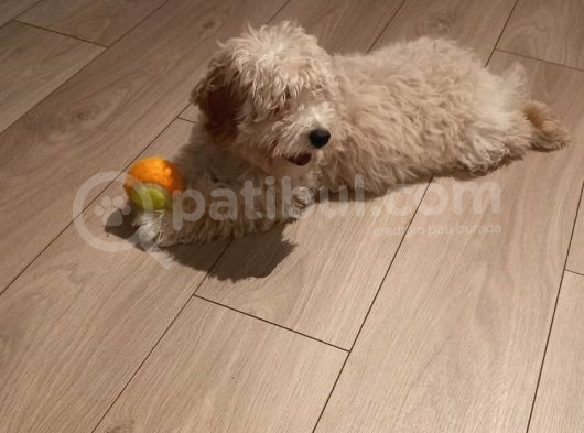 Maltipoo Dişi 8 Aylık görsel