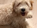 Maltipoo dişi 8 aylık