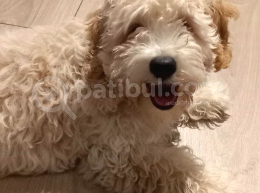 Maltipoo Dişi 8 Aylık