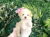 Maltipoo Şekerleri