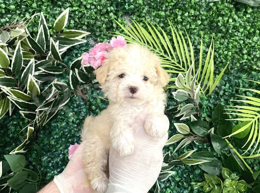 Maltipoo Şekerleri görsel