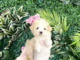 Maltipoo Şekerleri