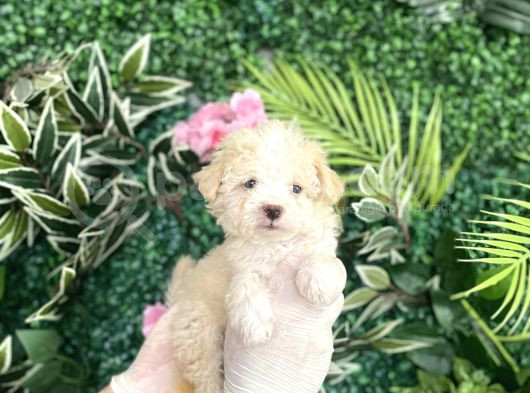Maltipoo Şekerleri görsel