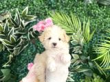 Maltipoo Şekerleri