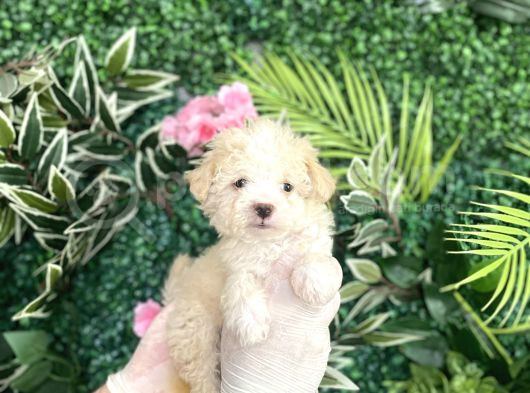 Maltipoo Şekerleri görsel