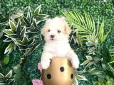 Maltipoo Şekerleri