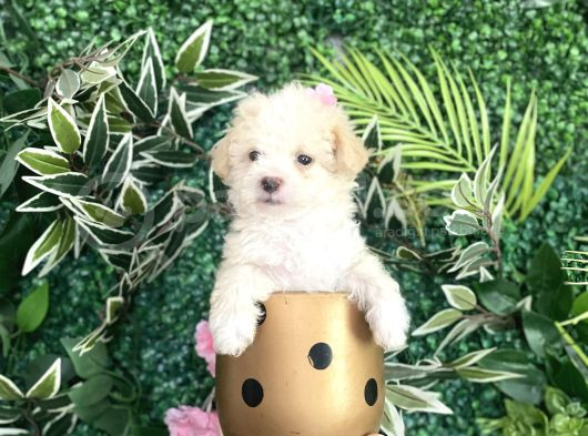 Maltipoo Şekerleri