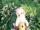 Maltipoo Şekerleri