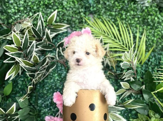 Maltipoo Şekerleri görsel