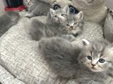 Sütten Yeni̇ Kesi̇lmi̇ş Scoti̇sh Fold Yavru Kedi̇