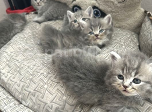 Sütten Yeni̇ Kesi̇lmi̇ş Scoti̇sh Fold Yavru Kedi̇ görsel