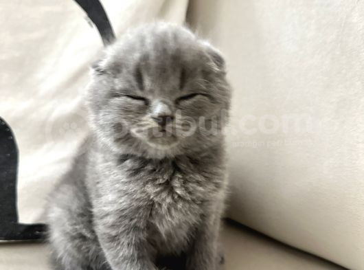 Panda Scotish Arayana görsel