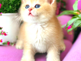 Baby face golden bebekler