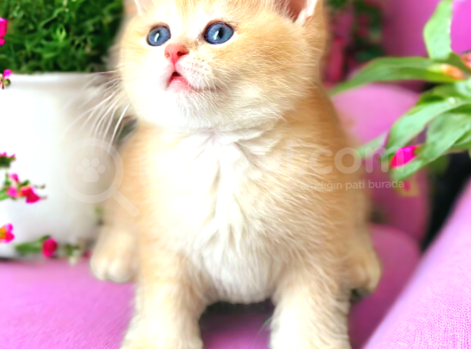 Baby Face Golden Bebekler