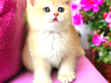 Baby Face Golden Bebekler