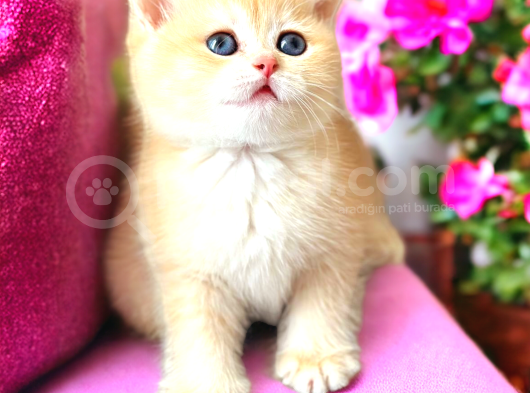 Baby Face Golden Bebekler görsel