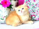 Baby Face Golden Bebekler