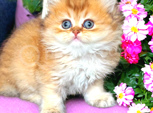 Baby Face Golden Bebekler görsel