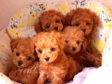 Tooy poodle mini puppy boy red kıpkırmızı 