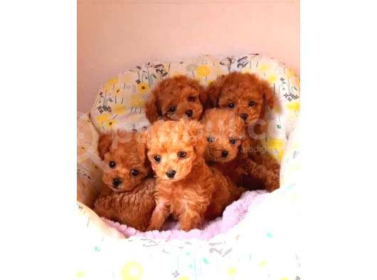 Tooy Poodle Mini Puppy Boy Red Kıpkırmızı 