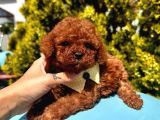 Eşsiz Güzellikte Toy Poodle Yavrular