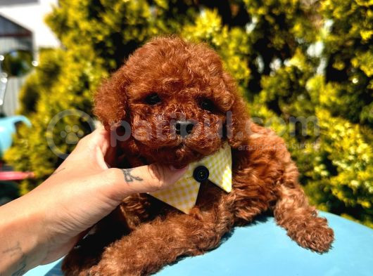 Eşsiz Güzellikte Toy Poodle Yavrular görsel