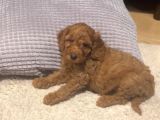 Acil Uygun Safkan Toy Poodle Yavrumuz