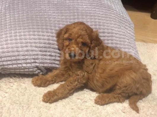 Acil Uygun Safkan Toy Poodle Yavrumuz görsel