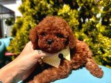 Eşsiz Güzellikte Toy Poodle Yavrular