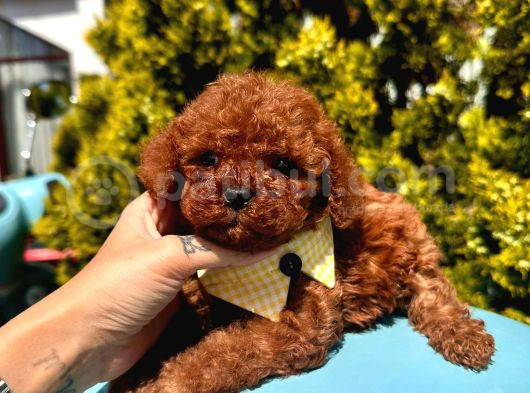 Eşsiz Güzellikte Toy Poodle Yavrular görsel
